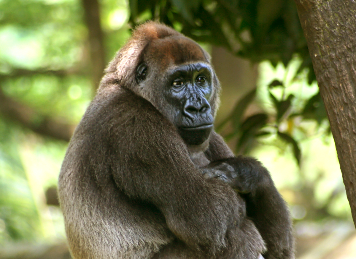 A gorilla sits near a tree, looking toward the camera. Its fur is dark brown with a lighter face, and the background is blurred green foliage.
