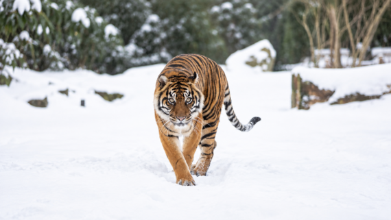 A tiger walks through a snowy landscape, looking directly at the camera with trees and rocks blurred in the background.