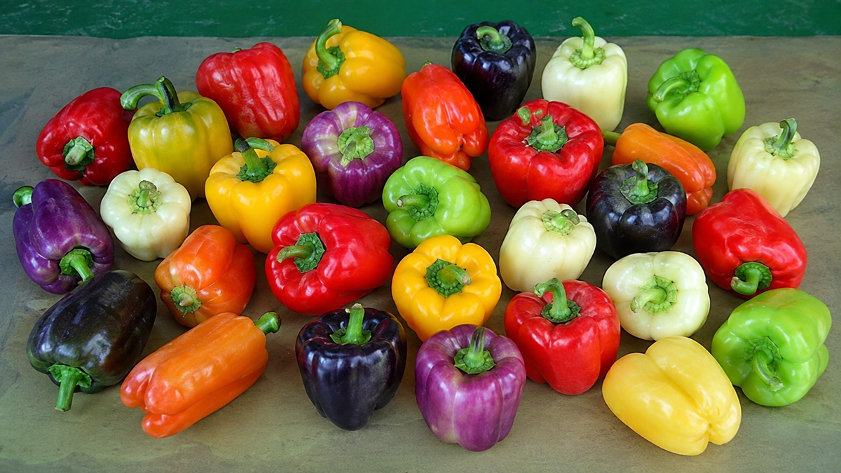 A variety of colorful peppers, including red, yellow, orange, green, purple, and white, are arranged together on a surface.