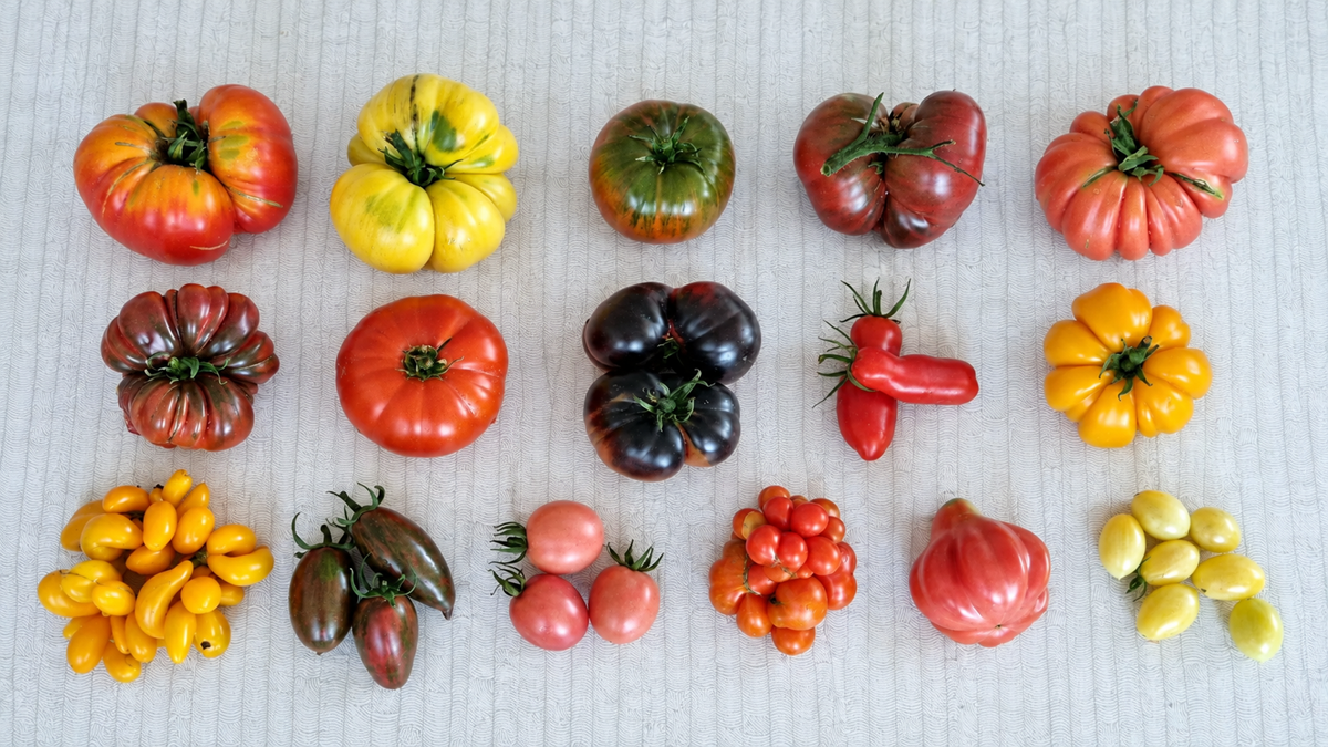 Food. An assortment of colorful heirloom tomatoes of various shapes and sizes arranged in neat rows on a light, textured surface.