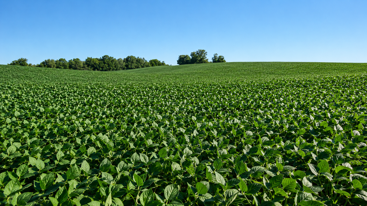 A lush green soybean field stretches into the distance under a clear blue sky, with a few trees on the horizon.