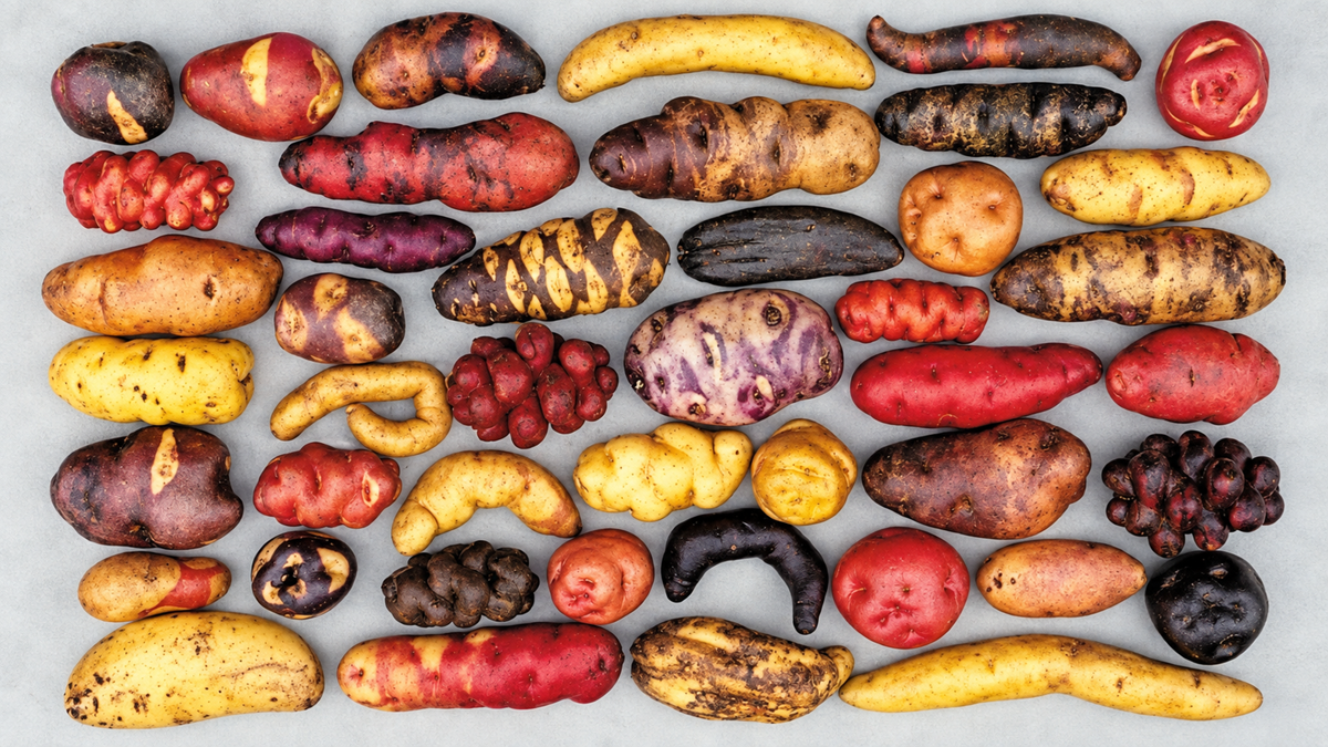 Assorted colorful heirloom potatoes of various shapes and sizes are arranged in neat rows on a light gray background.