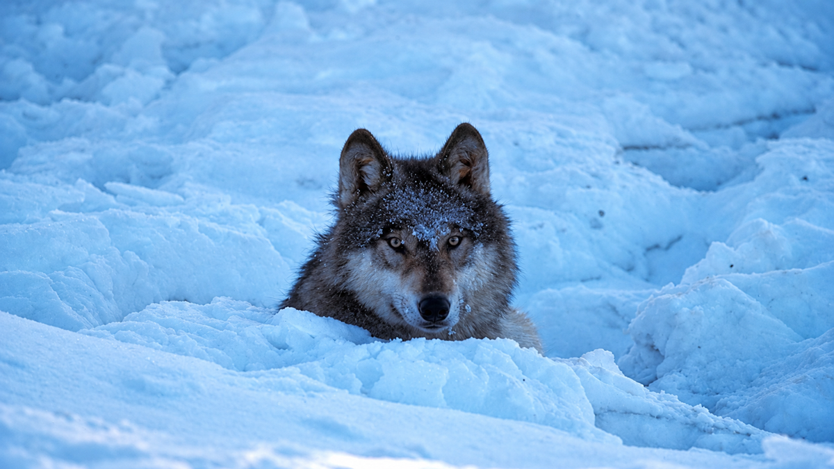 A wolf with snow on its face lies partially buried in deep snow, staring directly at the camera against a snowy, icy background.