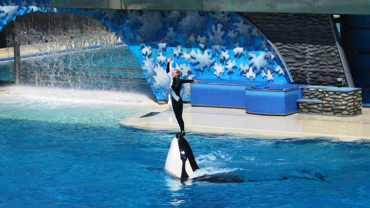 A performer stands on a killer whale’s nose in a pool during a marine show, with water spraying in the background and blue decorations on the wall.