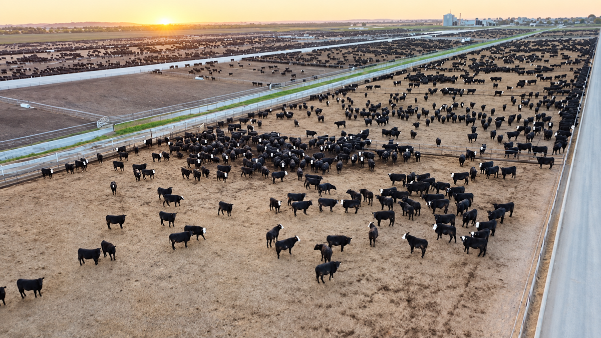 Aerial view of a large cattle feedlot at sunset, showing hundreds of black cows clustered in fenced sections on dry, brown ground.