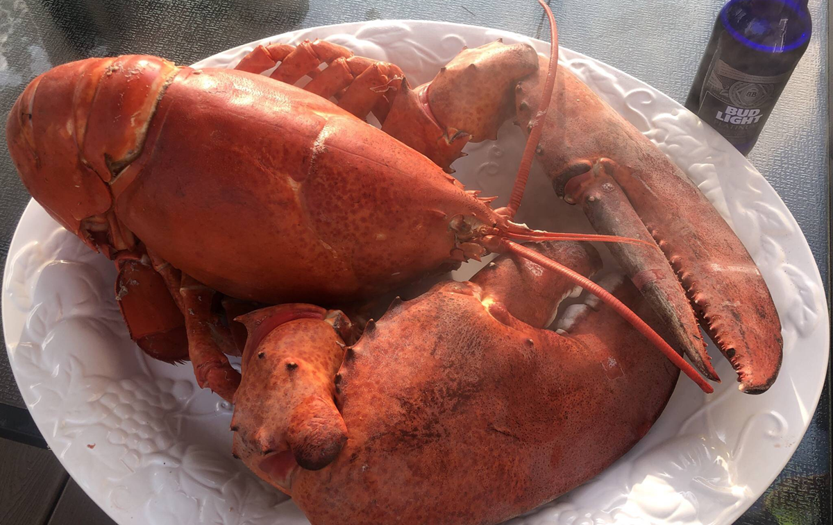 A large cooked lobster with red shell sits on a white decorative plate next to a blue Bud Light beer bottle on a glass table.