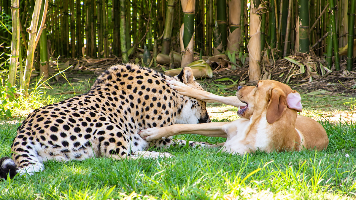 A cheetah and a dog play together on grass near bamboo, with the dog’s paw on the cheetah’s face and both animals appearing relaxed and playful.