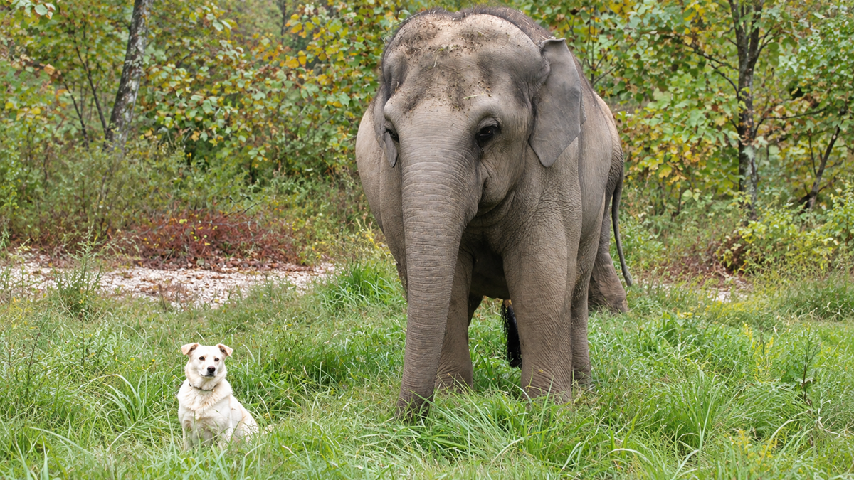 A large elephant stands on green grass beside a small, light-colored dog in a grassy, wooded area with trees and bushes in the background.