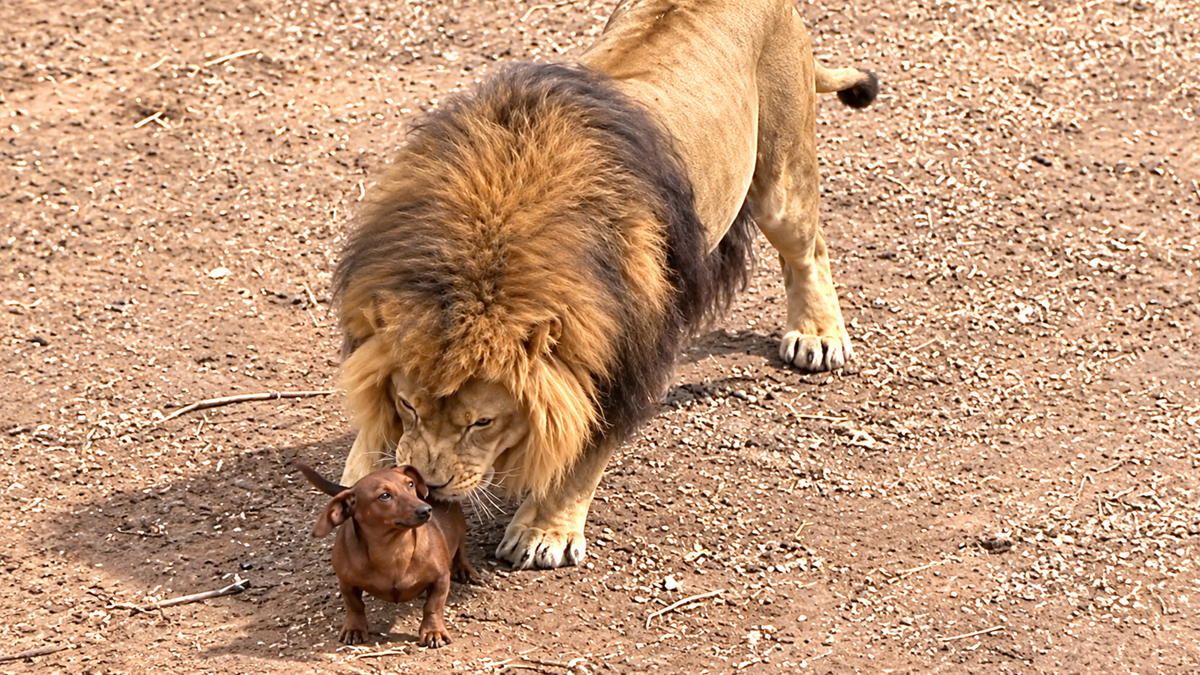 A lion gently nuzzles a small brown dachshund on a dirt-covered ground, highlighting a surprising and peaceful interaction between the large predator and the tiny dog.
