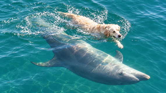 A golden retriever swims in clear blue water beside a dolphin. Sunlight reflects off the dolphin’s back as both move closely together, creating ripples in the water.