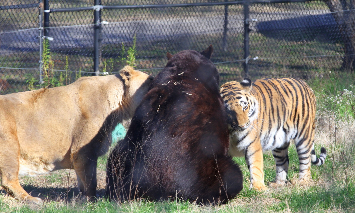 A lion, a bear, and a tiger sit closely together on grass inside a fenced enclosure, appearing to interact peacefully on a sunny day.