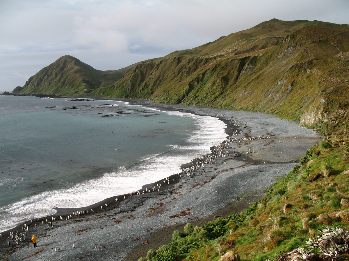 A rocky beach with many penguins along the shore, waves hitting the dark sand, and grassy green hills rising in the background under a mostly cloudy sky.