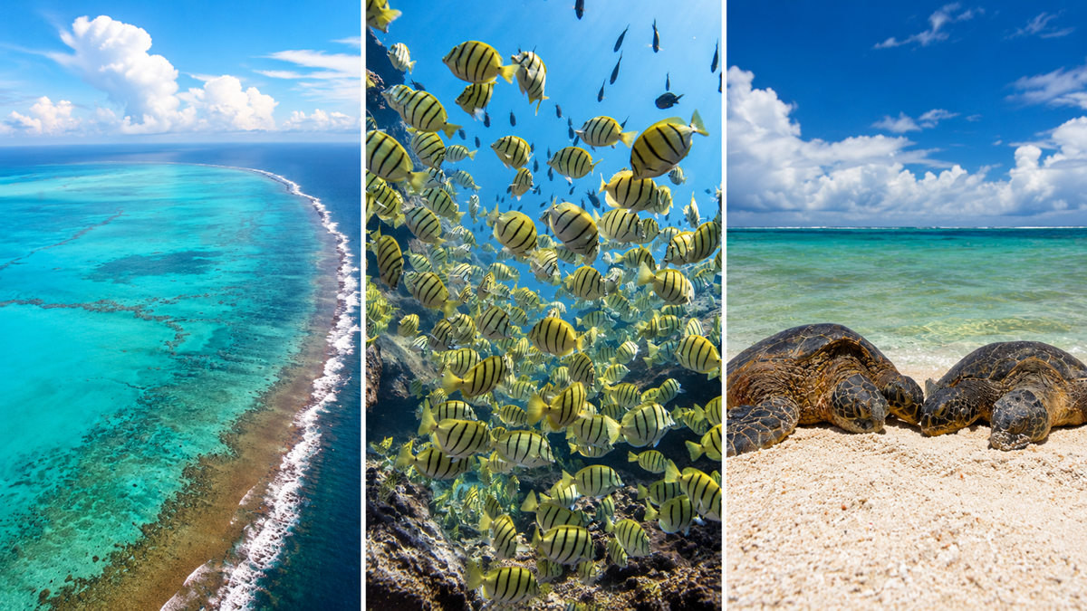 A split-image shows coral reefs in clear blue water, a school of yellow fish underwater, and two sea turtles resting on a sandy beach under a bright sky.