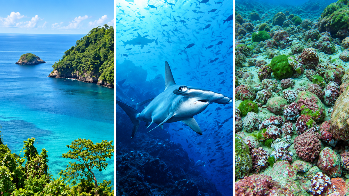 A tropical island with turquoise water, a hammerhead shark swimming underwater among fish, and a colorful coral reef covered in algae and marine life.