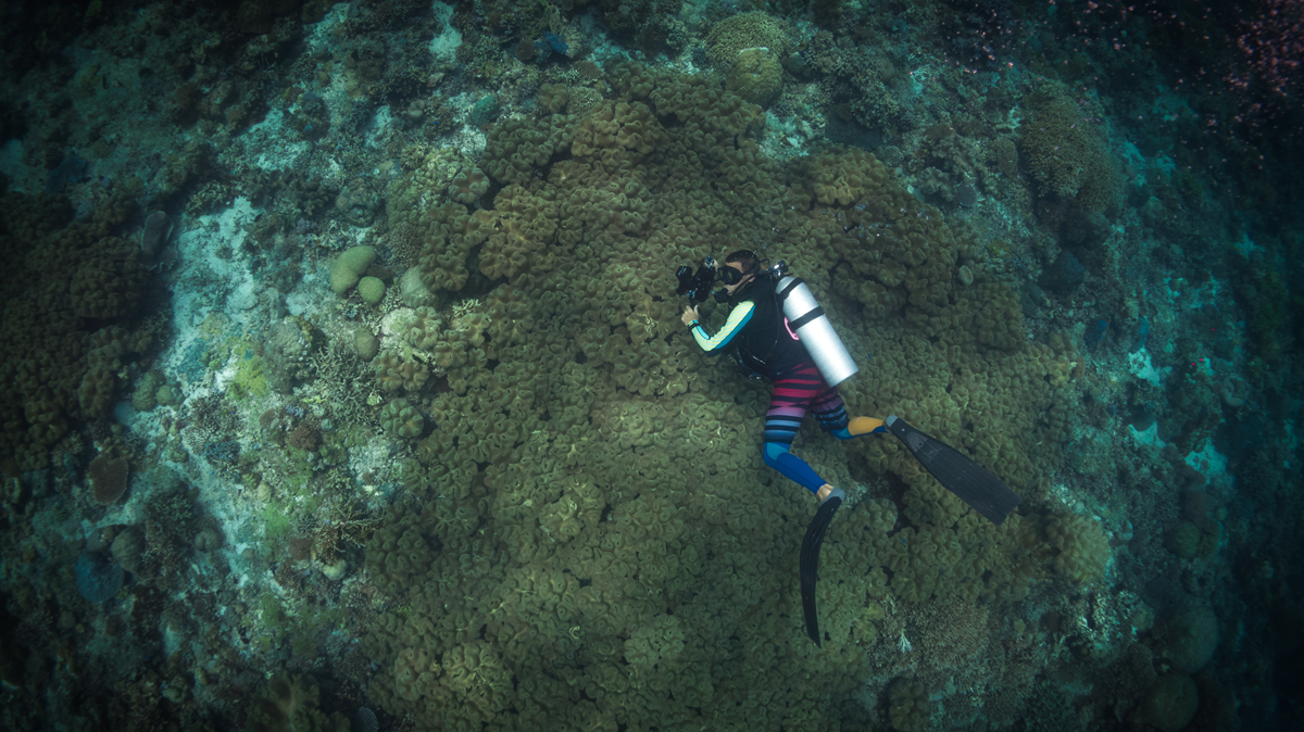 A scuba diver wearing bright gear and flippers photographs coral on the ocean floor, surrounded by various shapes and colors of coral and marine life.