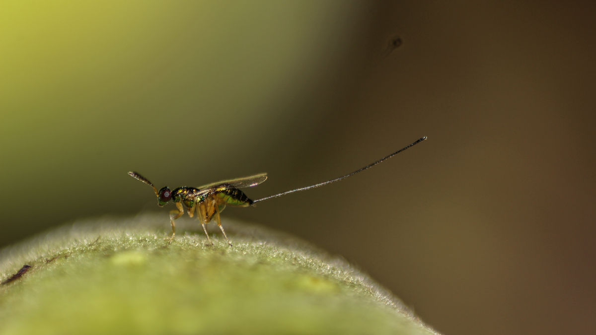 A close-up of a tiny insect with long antennae standing on a green surface, with a blurred brown and yellow background.