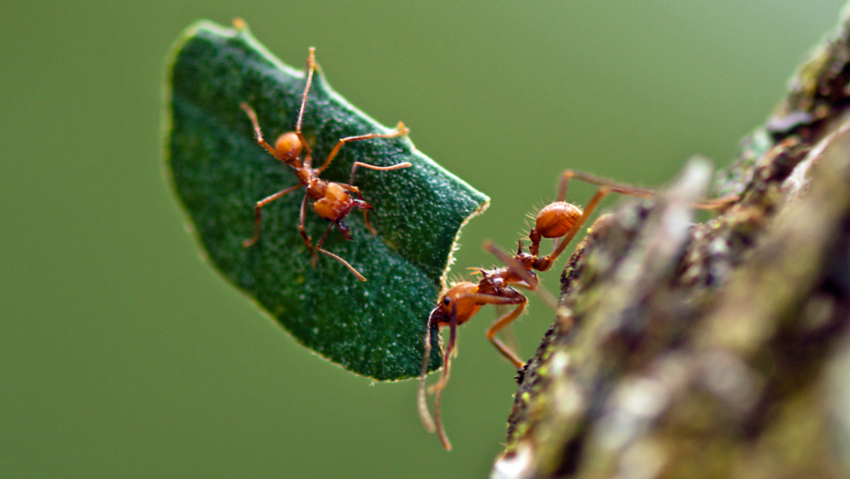 Two orange ants climb a tree trunk; one ant carries a cut piece of green leaf, while the other ant is ahead, both focused on their tasks. The background is blurry and green.