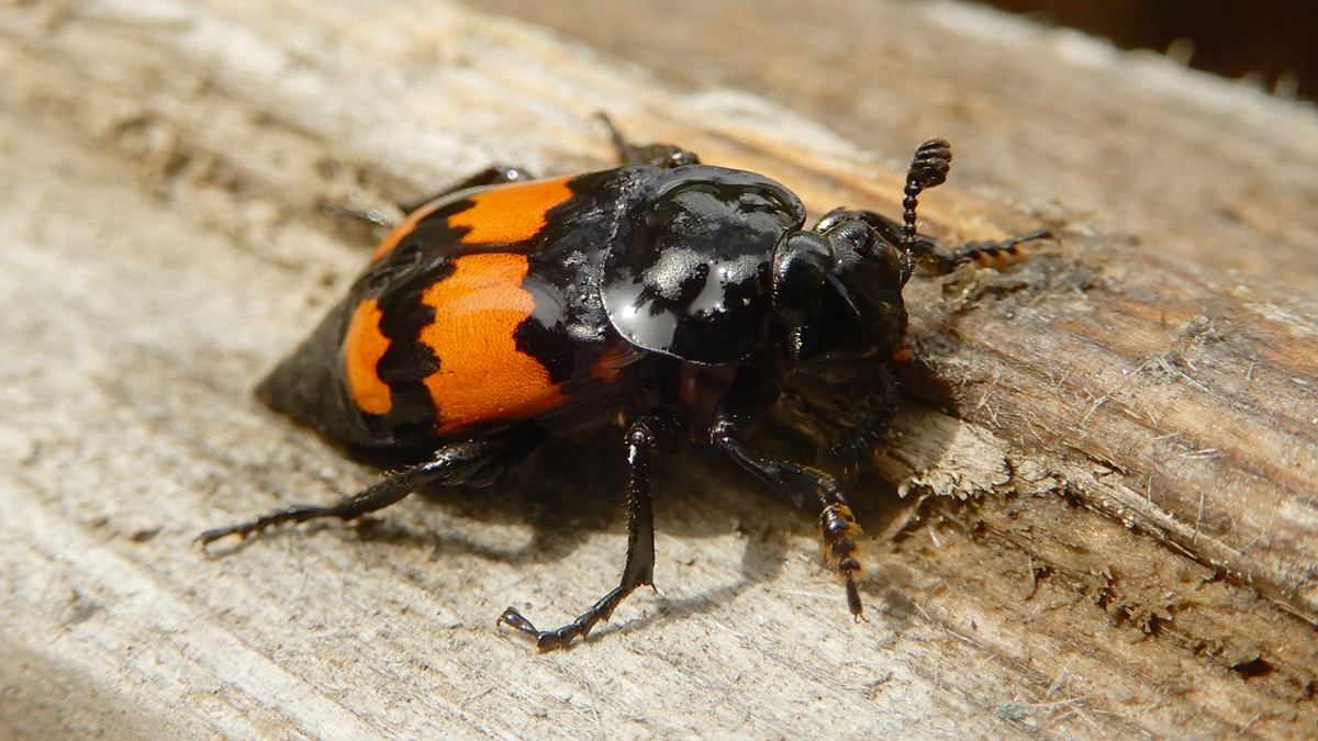 A close-up of a black and orange beetle with textured legs and antennae, walking on a rough wooden surface.