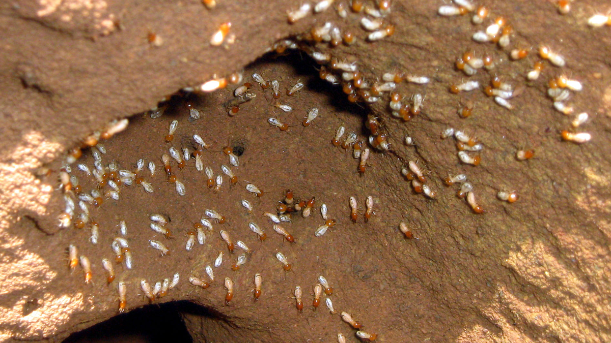 Many termites with pale bodies and darker heads crawl over the surface of a brown, textured mound, likely part of a nest or underground tunnel.