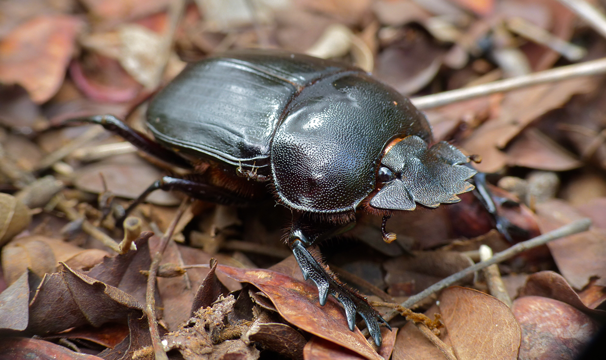A close-up of a shiny black beetle with large mandibles crawling on brown dry leaves and twigs on the ground.