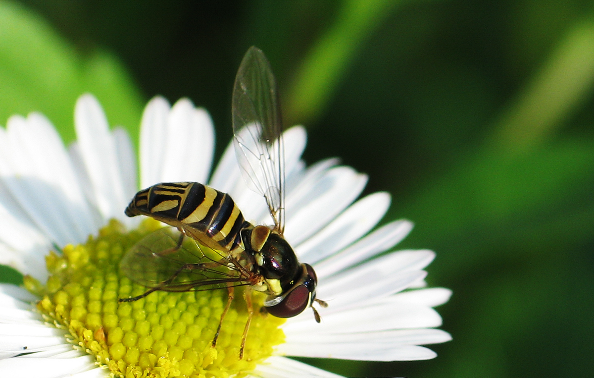 A close-up of a hoverfly with black and yellow stripes is perched on the yellow center of a white daisy flower, with a green blurred background.