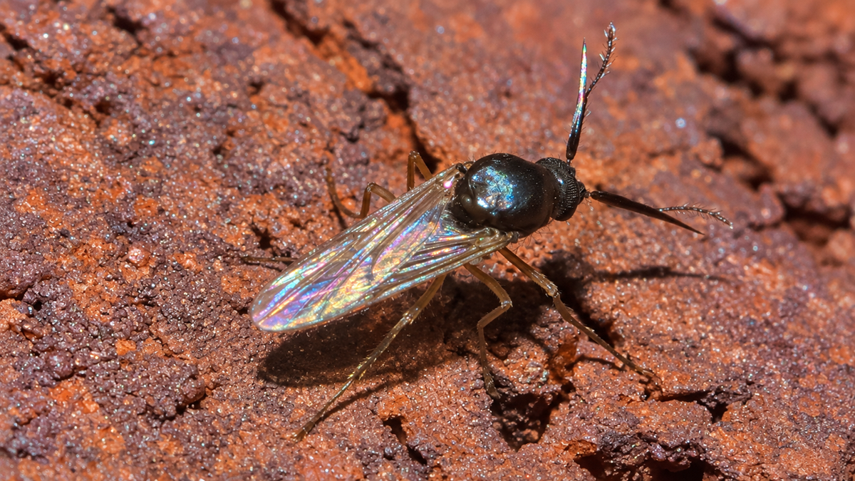 A close-up of a small black wasp with iridescent wings standing on a rough, reddish-brown surface.