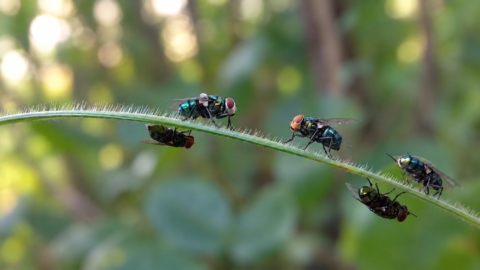 Five green and black flies are perched on a curved blade of grass, with two flies hanging upside down. The background is blurred greenery.