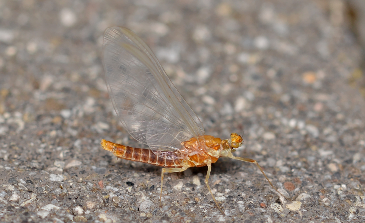 A close-up of a mayfly with translucent wings and an orange-brown body, standing on a rough, gray, pebbled surface.