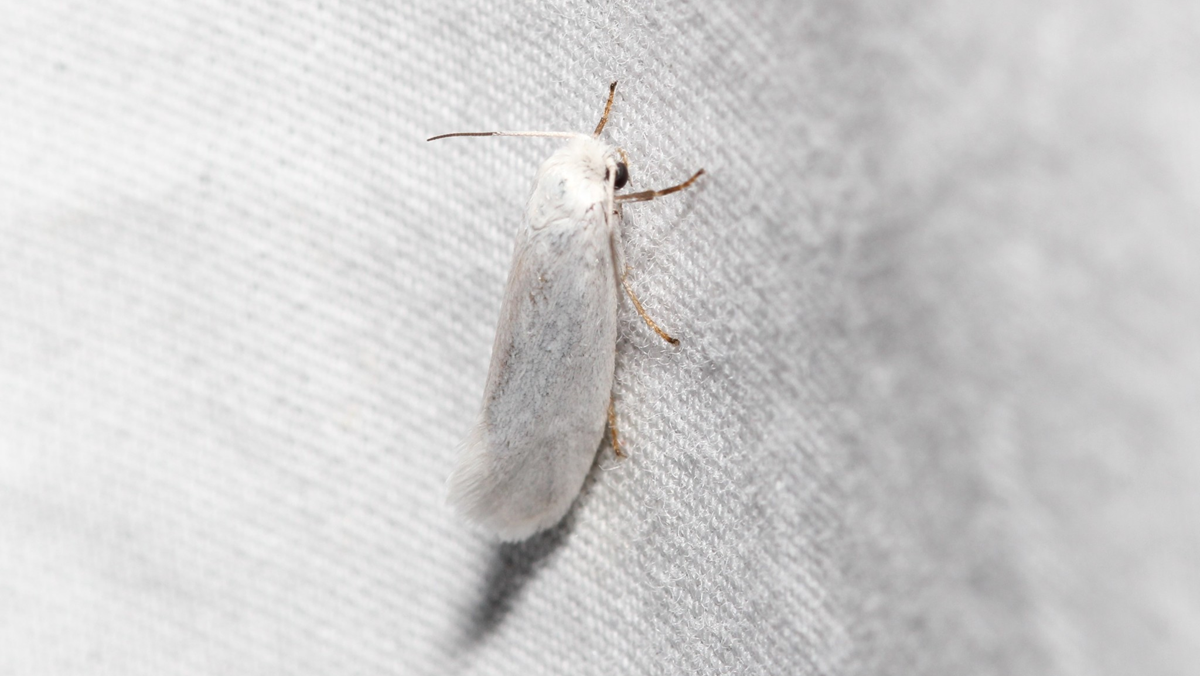 A close-up of a small white moth resting on a textured light gray fabric surface.