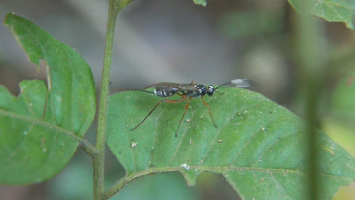 A black and white insect with transparent wings and long legs stands on a green leaf, surrounded by other green foliage in a natural outdoor setting.
