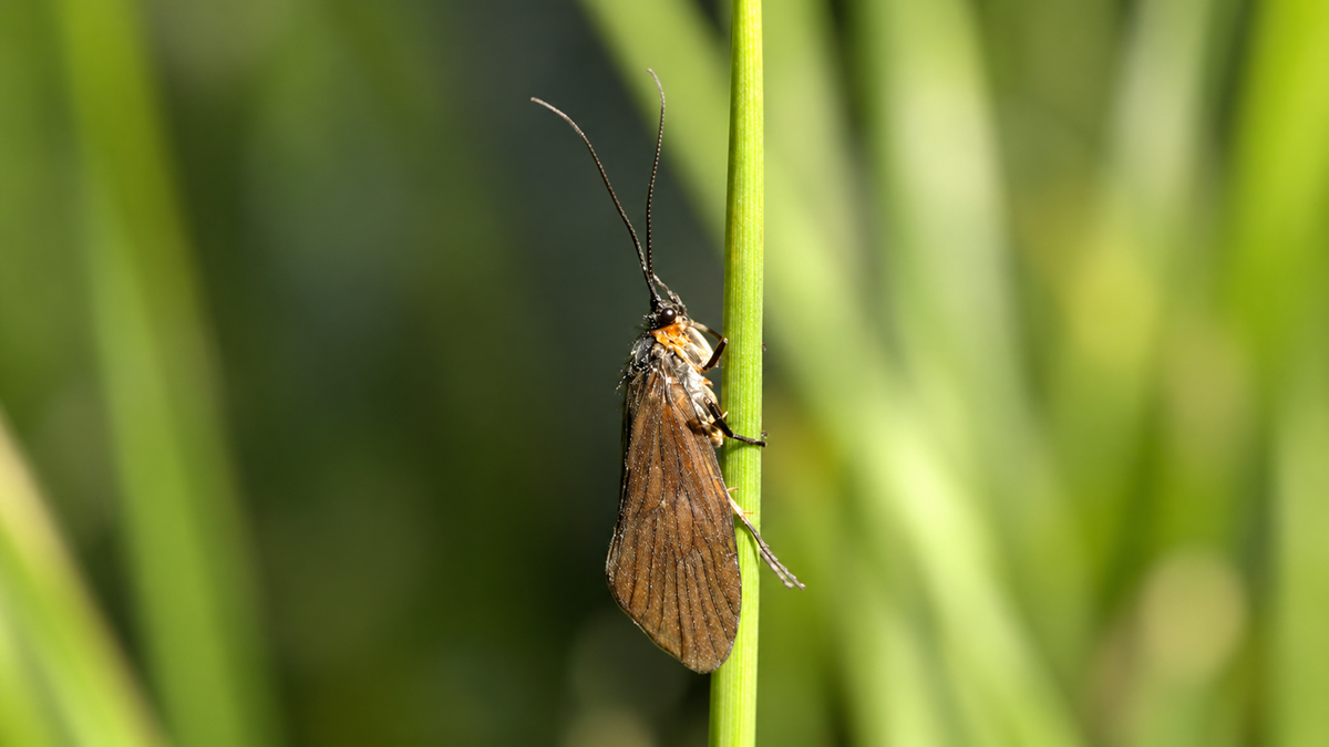A brown moth with long antennae clings vertically to a green blade of grass, with a blurred background of other grass blades.