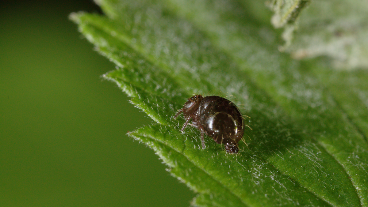 A close-up of a small, dark-brown insect with tiny legs and fine hairs, sitting on a textured green leaf with visible veins. The background is blurred green.
