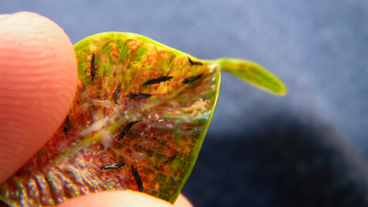 A close-up of fingers holding a damaged leaf with several small black insects on its surface, showing discoloration and visible signs of infestation.