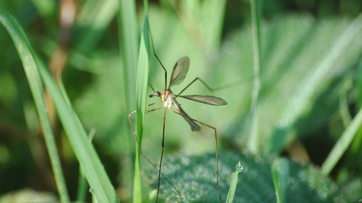 A close-up of a crane fly resting on green grass and leaves, with its long legs and wings clearly visible among the foliage.
