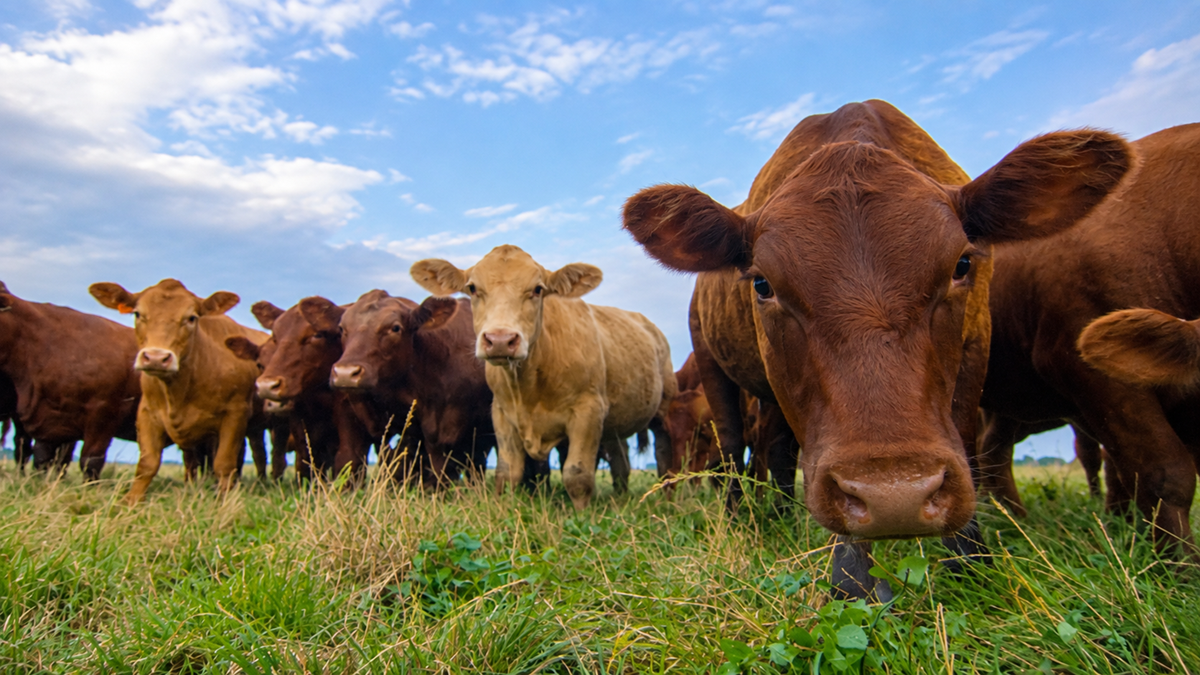 A group of brown and one light tan cows stand in a grassy field, looking toward the camera under a blue sky with scattered clouds.