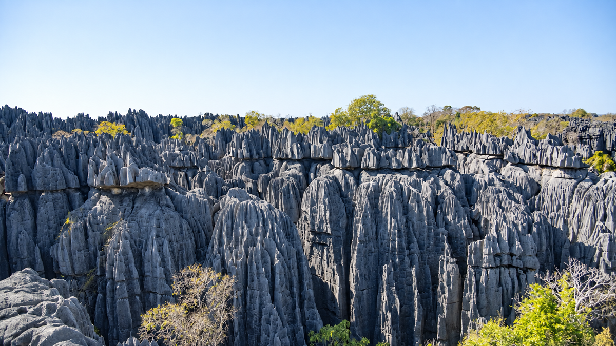 Tall, jagged limestone rock formations rise from the ground with scattered green trees in the background under a clear blue sky.