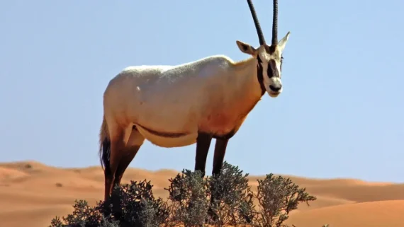 interesting-facts-about-desert-animals