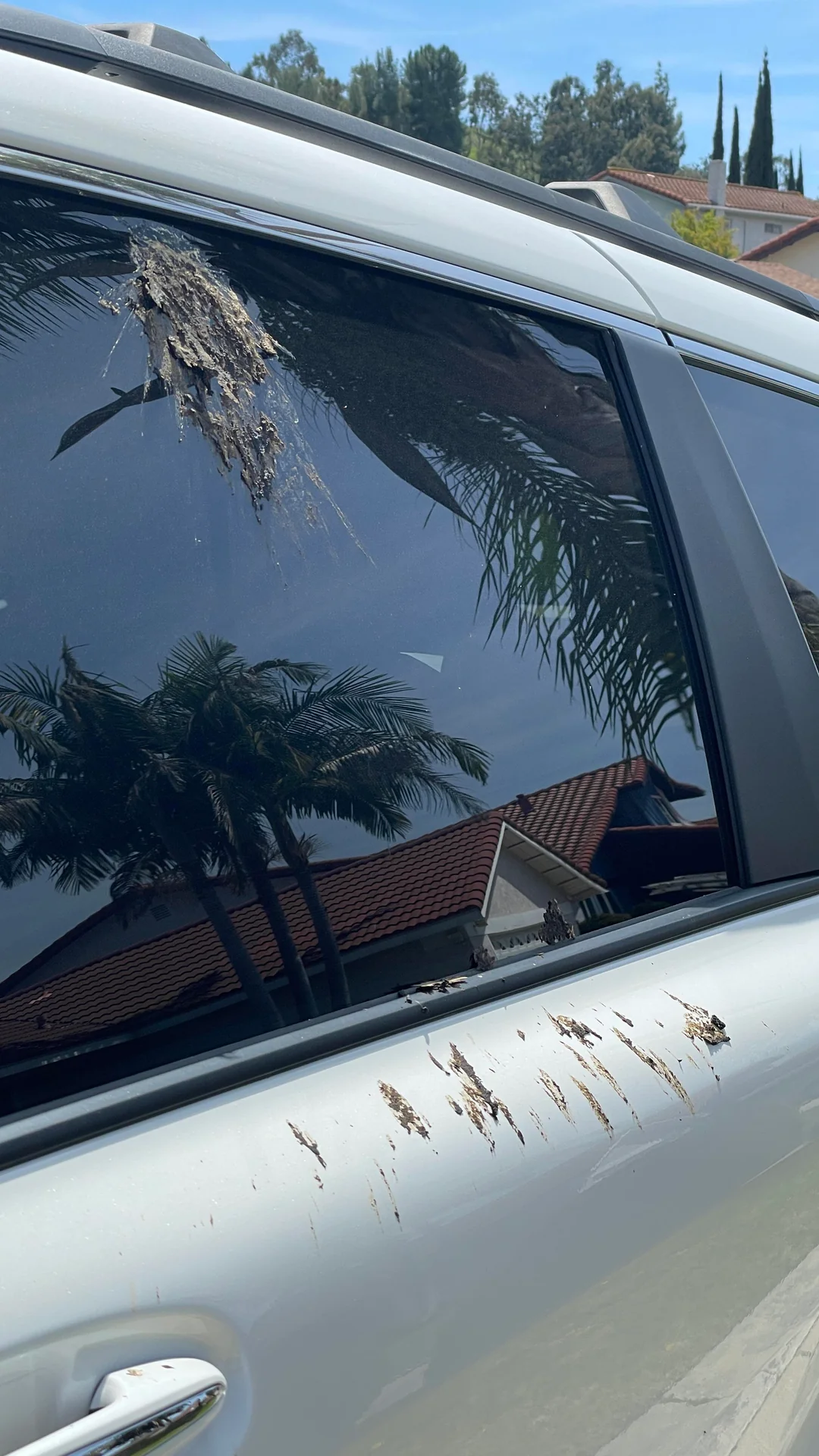 Bird droppings are splattered on the side window and door of a silver car, with palm trees and houses reflected in the glass under a clear blue sky.