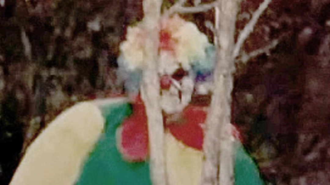 A person in a colorful clown costume and rainbow wig stands partially hidden behind thin tree branches in a dark outdoor setting.
