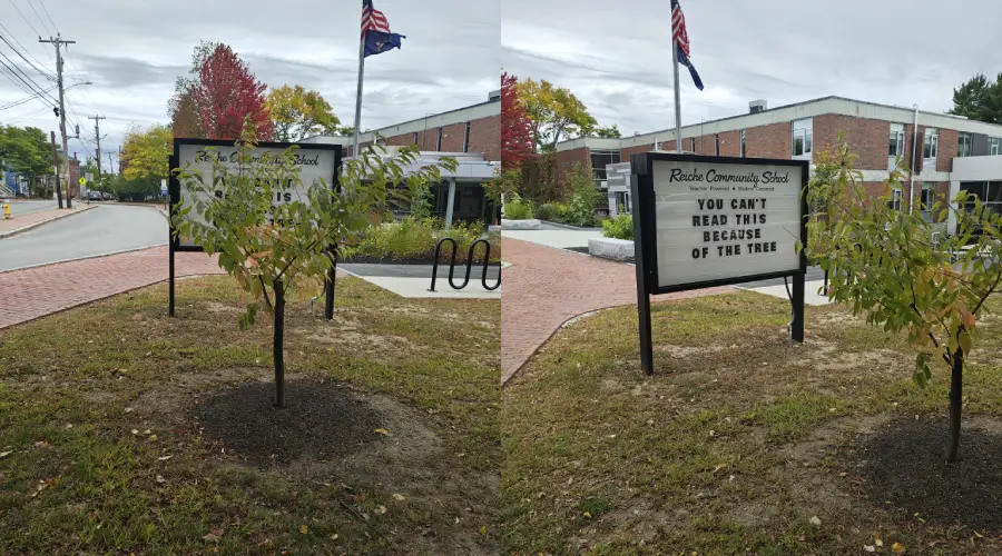 Two outdoor signs in front of a brick building are partially blocked by a small tree. One sign reads: “You can’t read this because of the tree.” An American flag and a state flag are flying nearby.