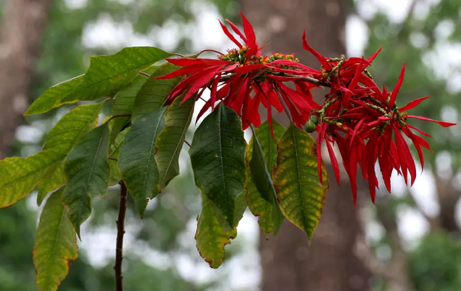 Bright red poinsettia flowers with pointed petals and large green leaves on a branch, set against a blurred background of trees and greenery.
