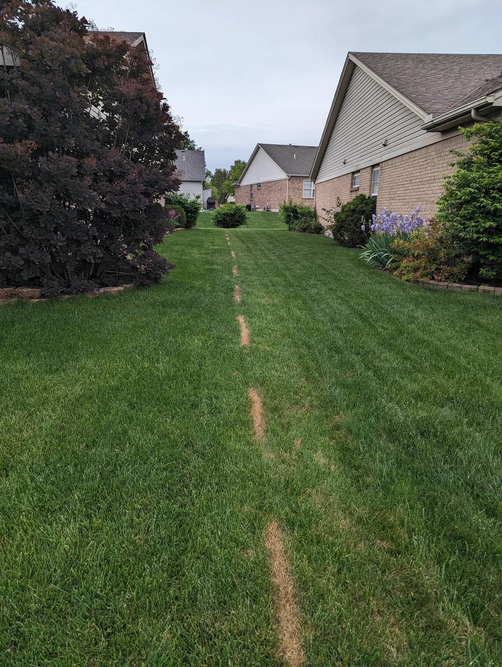 A narrow, brown, dead grass trail runs through the middle of a green lawn between two suburban houses with bushes and flowers on each side.