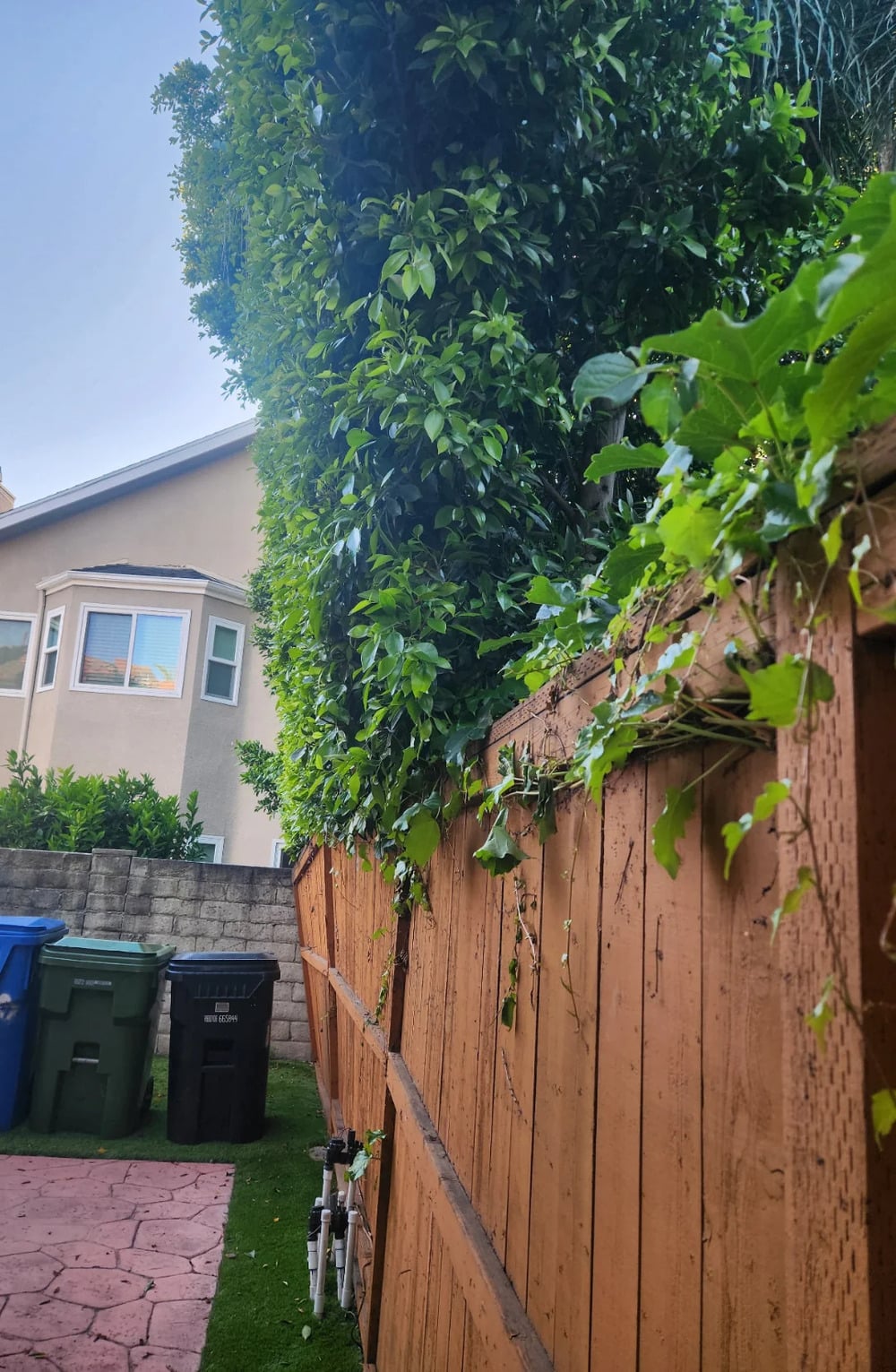 A leaning wooden fence with green vines, beside trash bins and a tall leafy tree, with a house and stone wall in the background under a clear sky.