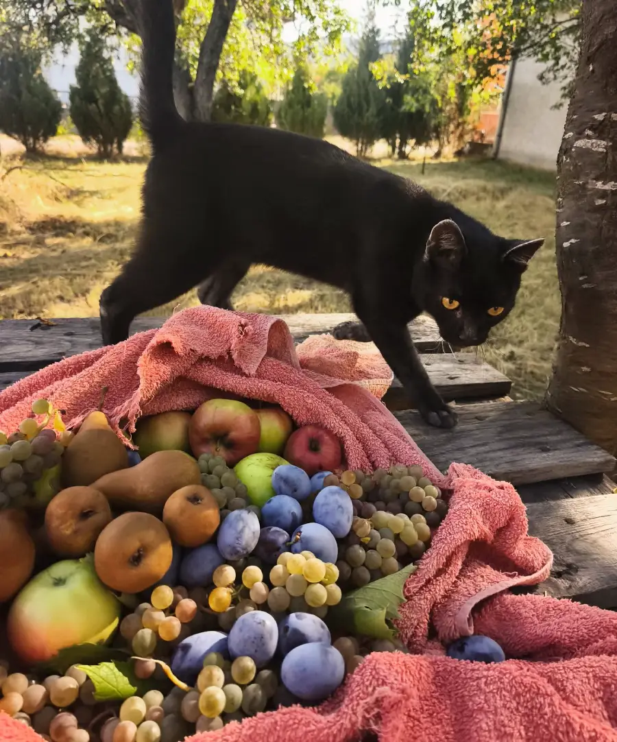 A black cat walks on a wooden surface by a tree, next to a pink towel holding assorted fruit, including grapes, apples, pears, and plums. The setting is outdoors, with trees and sunlight in the background.