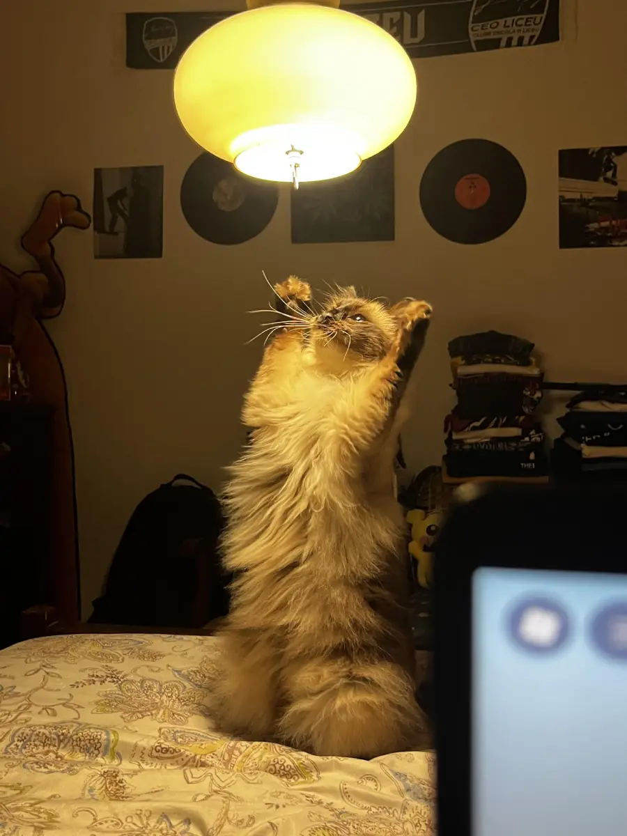 A fluffy cat stands on its hind legs on a bed, reaching up toward a glowing ceiling lamp. The room features vinyl records and posters on the walls.