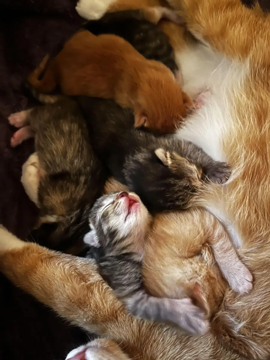 Five newborn kittens snuggle closely together, nursing from their mother cat. Their tiny bodies and closed eyes show they are just days old. The mother’s orange fur surrounds her kittens protectively.