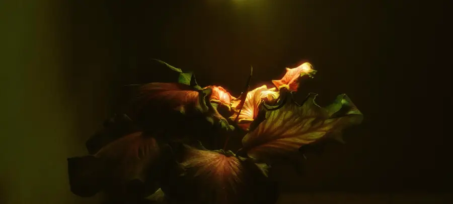 A dramatic, dimly lit close-up of wilted, dark reddish flowers with curled petals, illuminated from above by a soft, warm light against a dark background.
