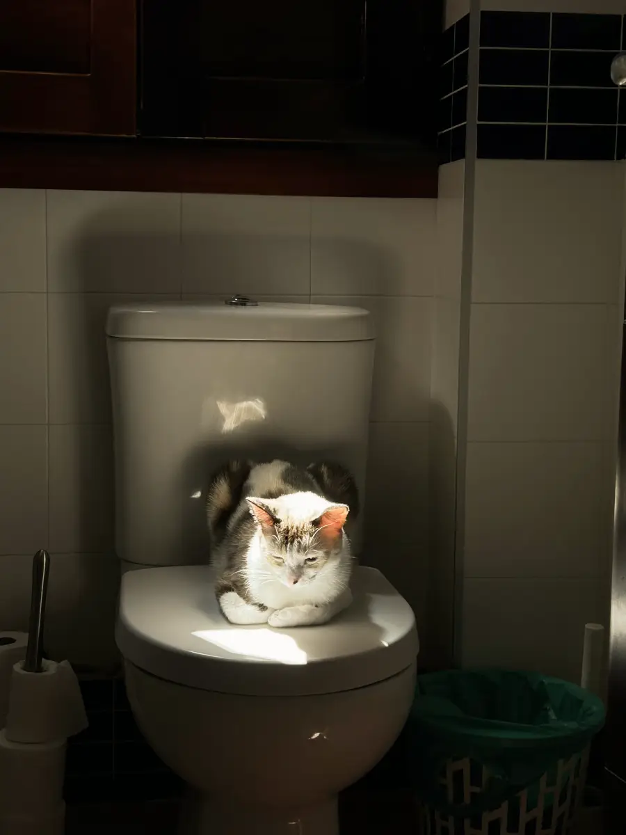 A cat sits on top of a closed toilet seat, bathed in sunlight, in a tiled bathroom with a toilet paper holder and green trash bin nearby.