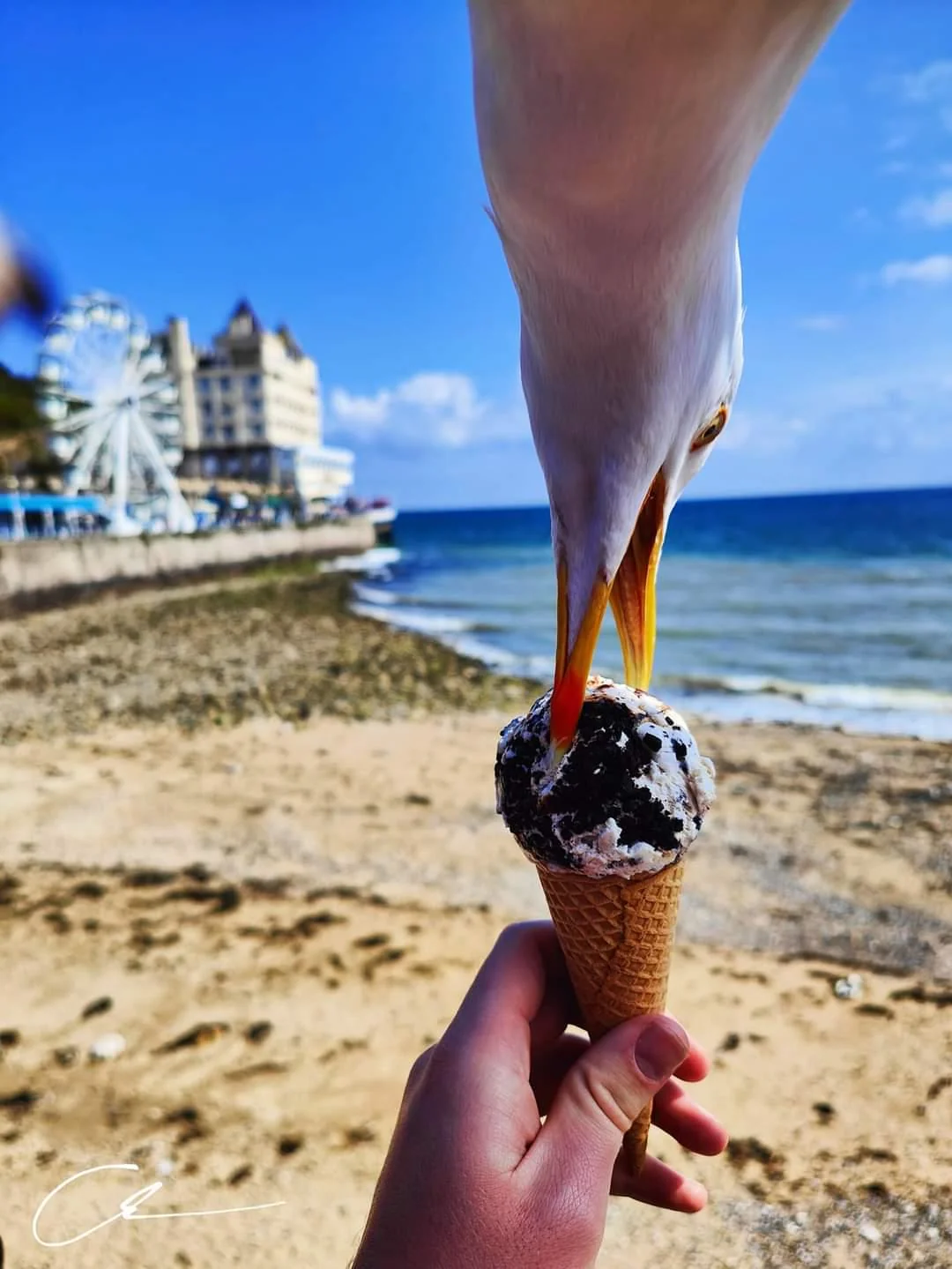 A seagull leans in to eat from an ice cream cone held by a person on a sandy beach, with a ferris wheel, buildings, and the ocean in the background.