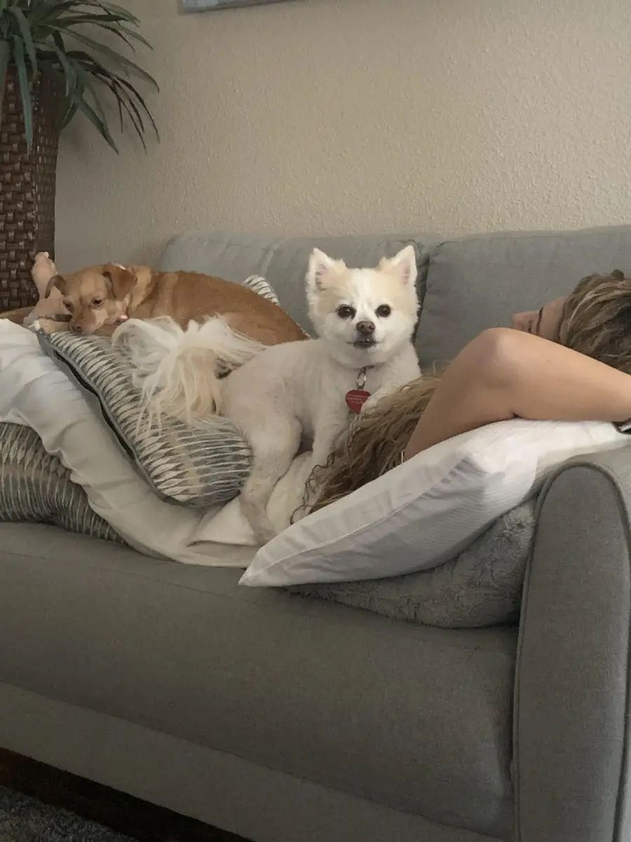 A person lies on a couch with two dogs—one tan dog curled up by their feet, and a small white dog sitting upright closer to their head. Pillows and a plant are also visible.